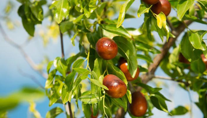 خواص عناب برای سلامتی