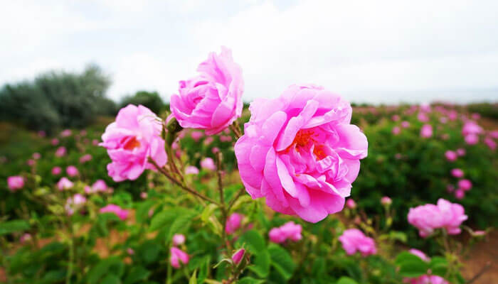آشنایی با خواص گل محمدی (Rosa damascena)